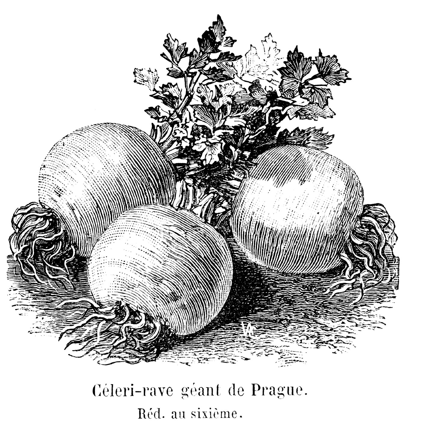 Ilustrație botanică a soiului Giant Prague (Praga) de țelină de rădăcină, din catalogul Vilmorin-Andrieux & Compagnie, 1904