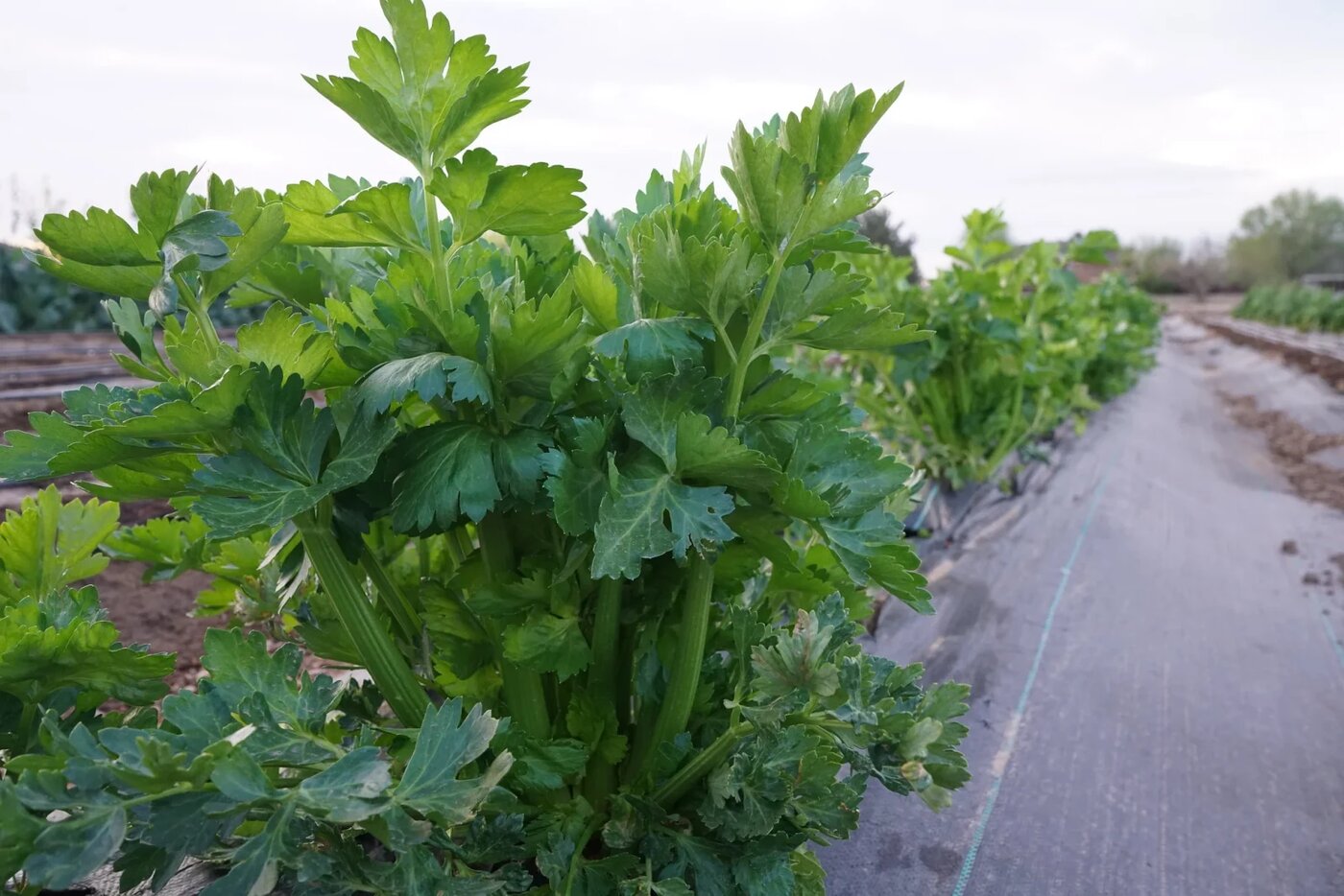 Tulpini de țelină pentru pețiol soiul Tall Utah 52-70 (Apium graveolens var. dulce)